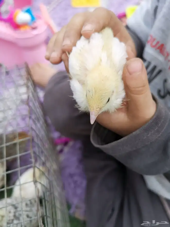 سمان قزم صغير 4