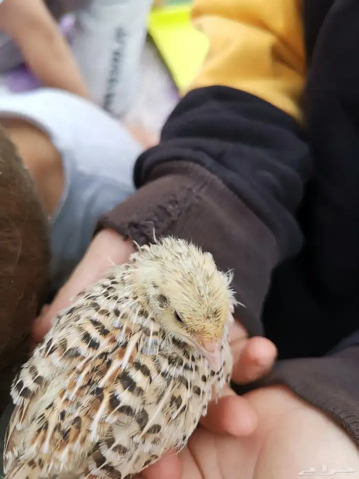 سمان قزم صغير 6