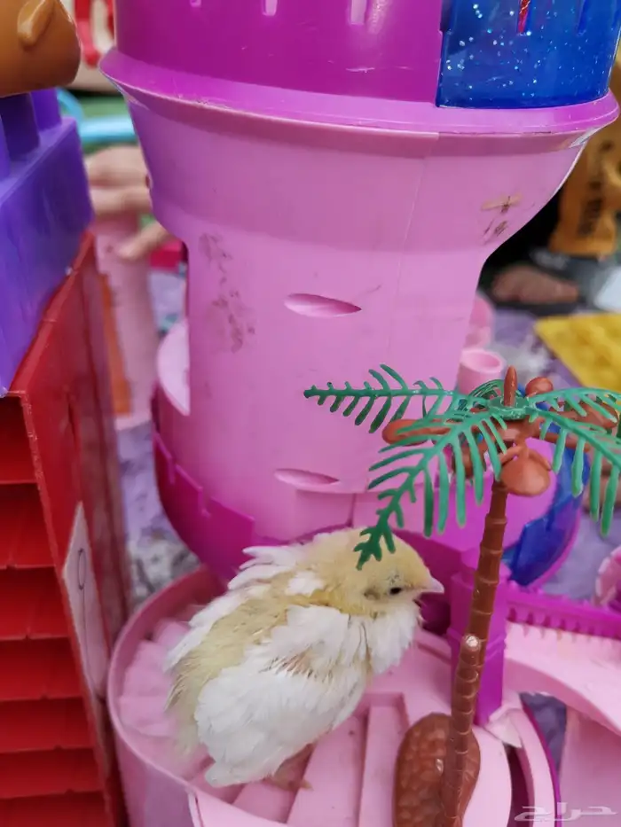 سمان قزم صغير 1