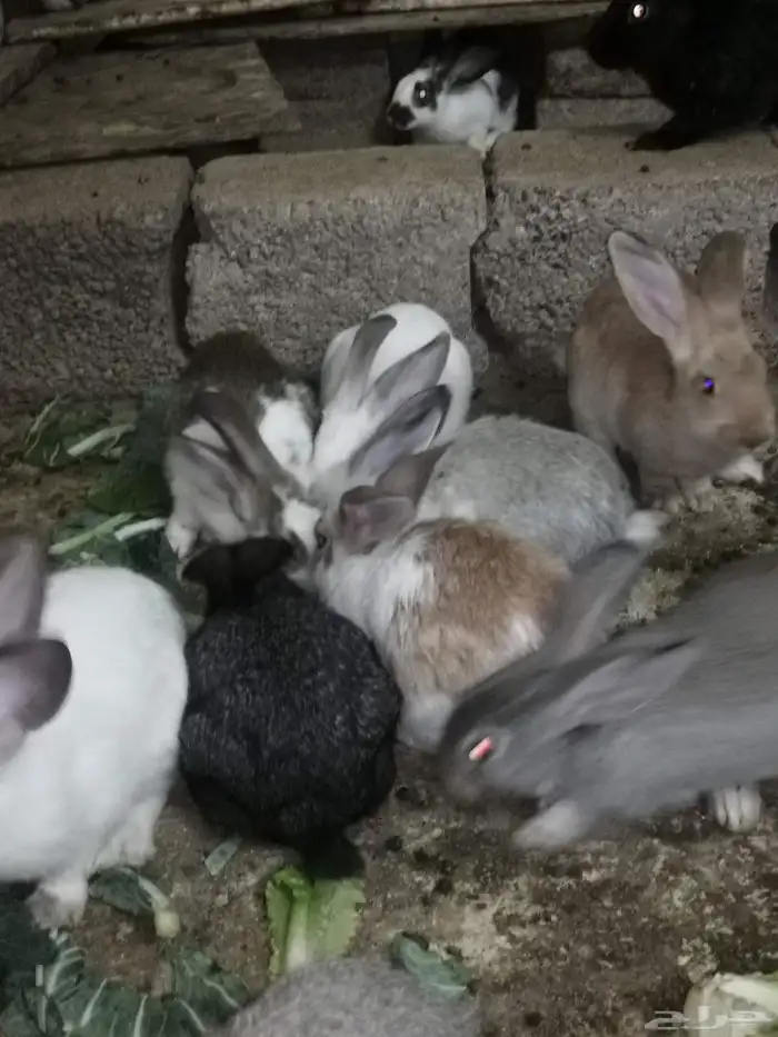 ارنب ارانب. فرنسي. بلدي. ومهجن تاكل من اليد. اليفه 2