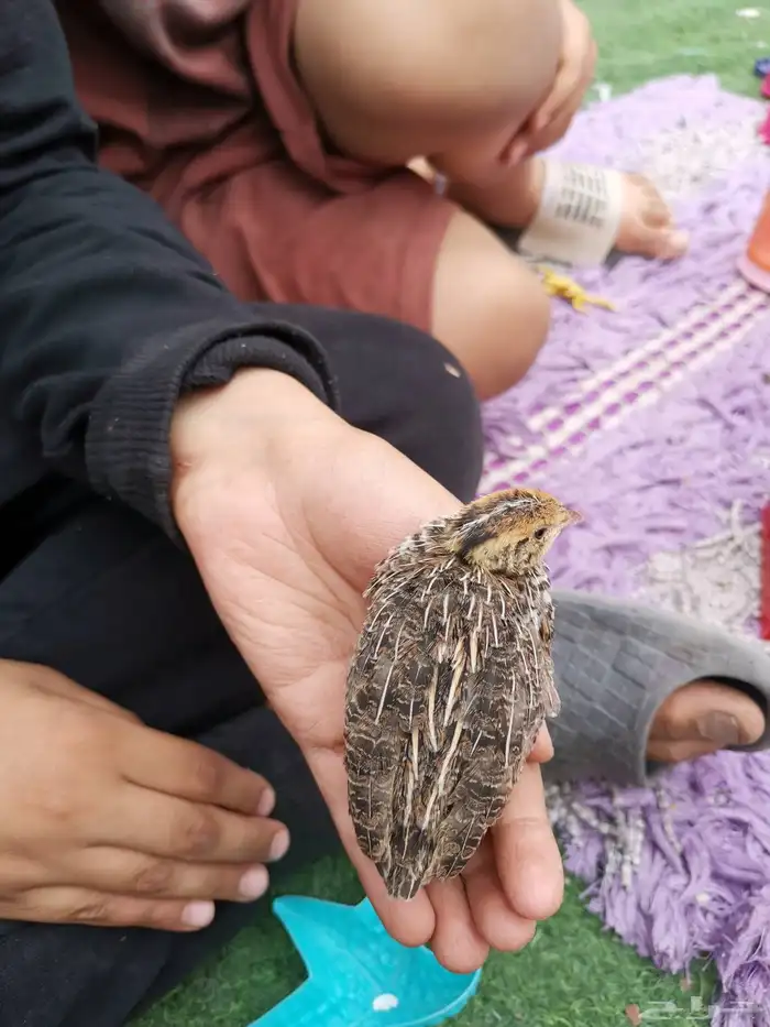 سمان قزم صغير 5