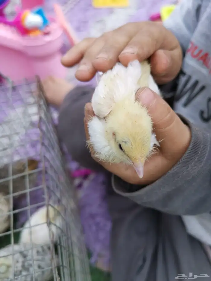 سمان قزم صغير 2