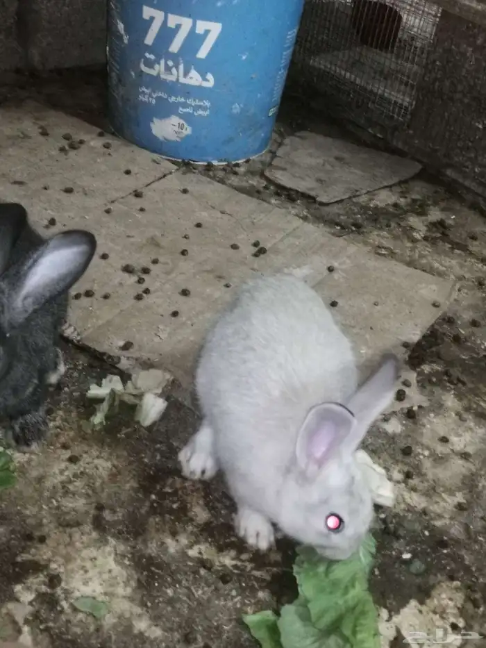 ارنب ارانب. فرنسي. بلدي. ومهجن تاكل من اليد. اليفه 4