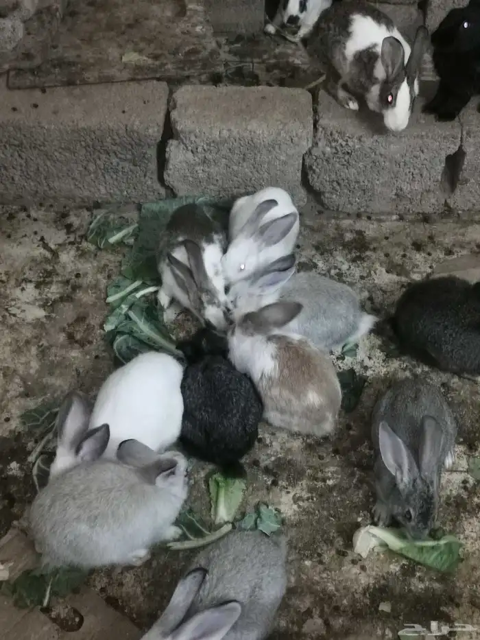 ارنب ارانب. فرنسي. بلدي. ومهجن تاكل من اليد. اليفه 1