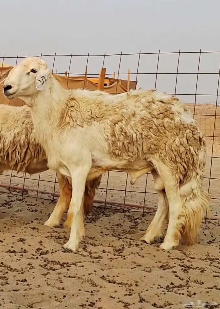 رخال حريات صنف الصنف 6