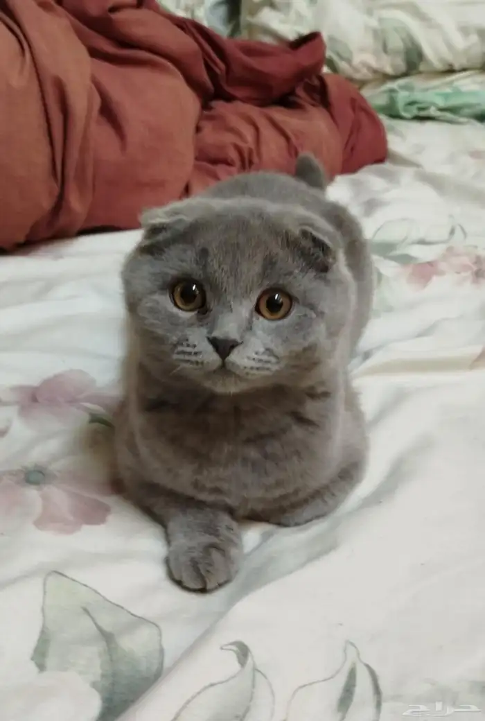 ذكر بالغ سكوتش فولد للبيع 1