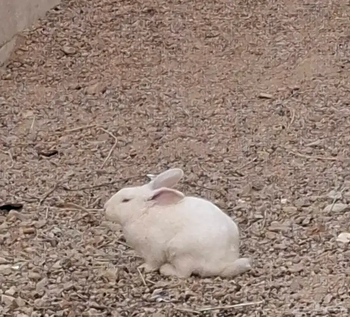 ارانب للبيع فيه 17 وحده الثنتين 30 ذكر و أنثى التواصل واتس 1