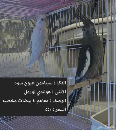 اجواز كروان لاهل التميز و الانتاج index