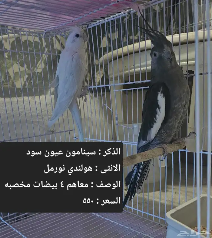 اجواز كروان لاهل التميز و الانتاج 0