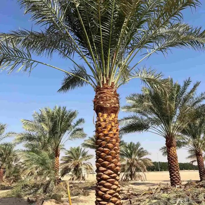 تركيب الشبوك وزراعه النخيل 8