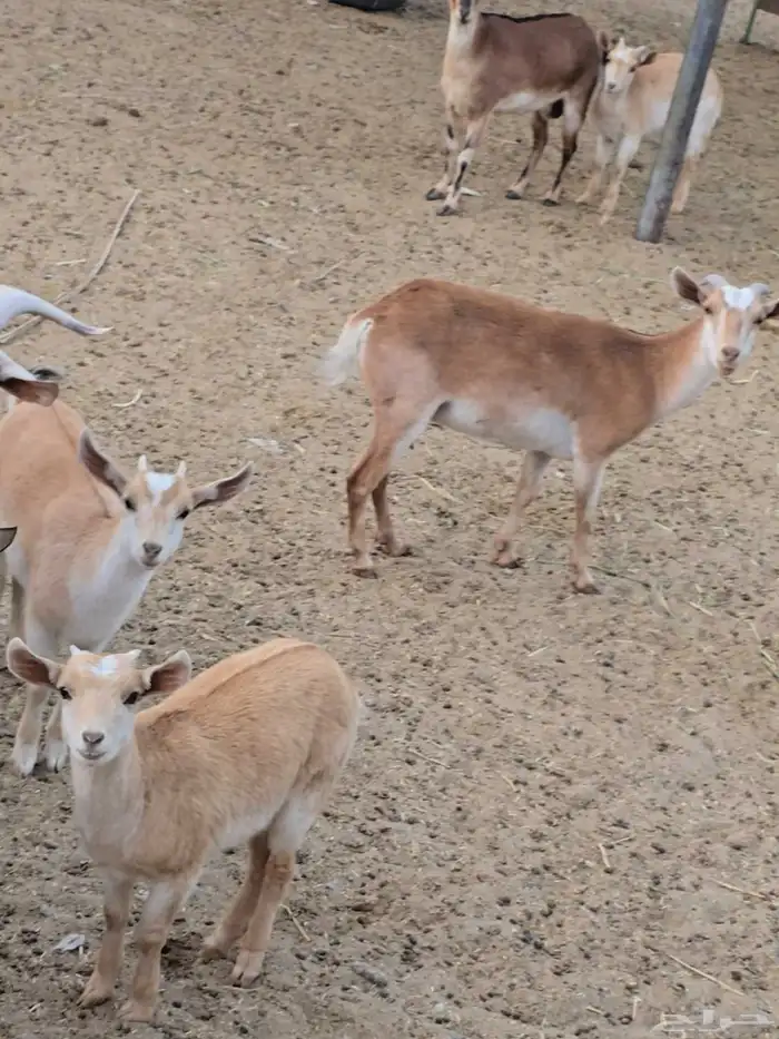 3معزا دهم بنات ولد جدي ...بفحلهن ولد جدي ...تحتهن 3 جفار ... 0