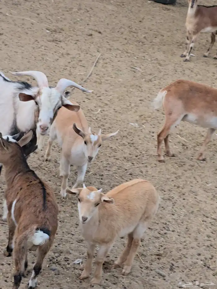 3معزا دهم بنات ولد جدي ...بفحلهن ولد جدي ...تحتهن 3 جفار ... 4