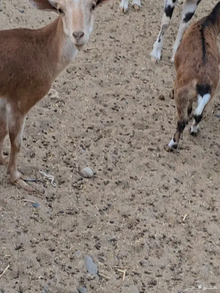 3معزا دهم بنات ولد جدي ...بفحلهن ولد جدي ...تحتهن 3 جفار ... 6