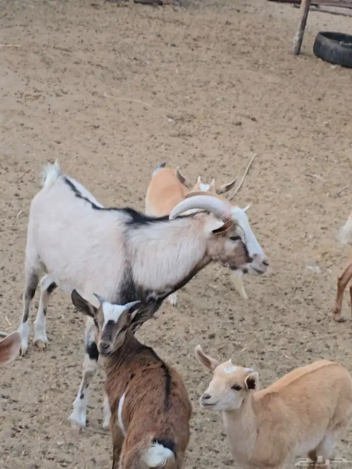 3معزا دهم بنات ولد جدي ...بفحلهن ولد جدي ...تحتهن 3 جفار ... 5