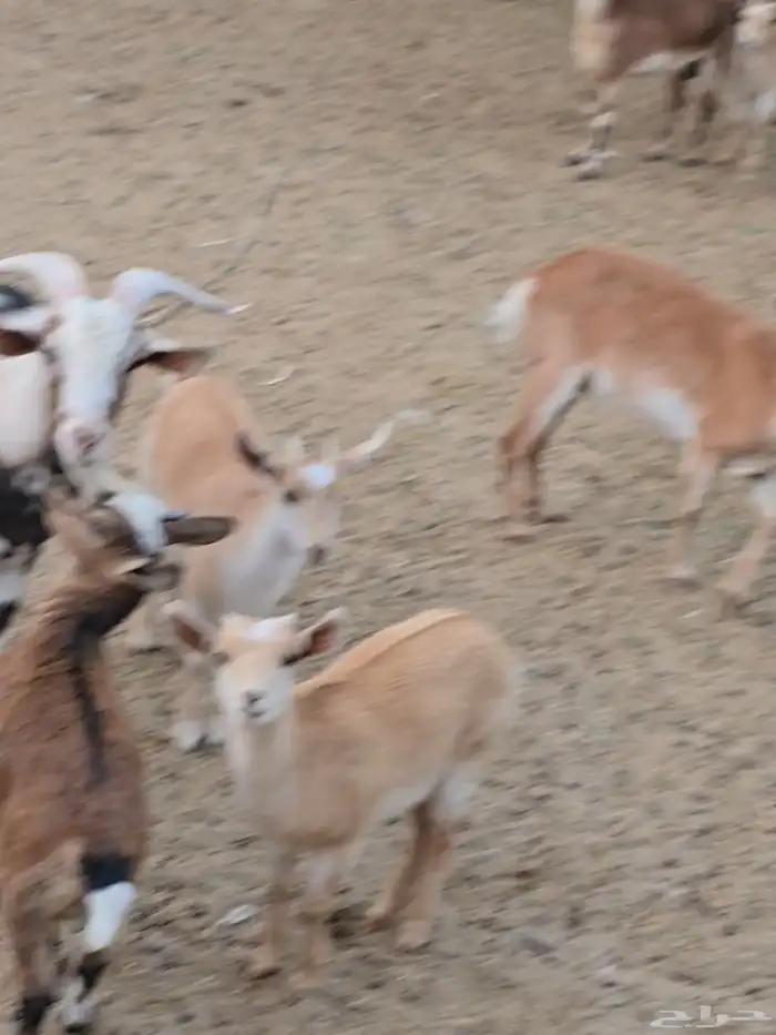 3معزا دهم بنات ولد جدي ...بفحلهن ولد جدي ...تحتهن 3 جفار ... 2