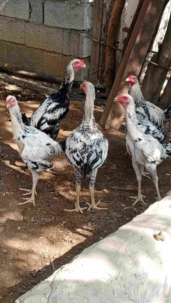 ديوك للبيع ماشاءالله تبارك الرحمن 3