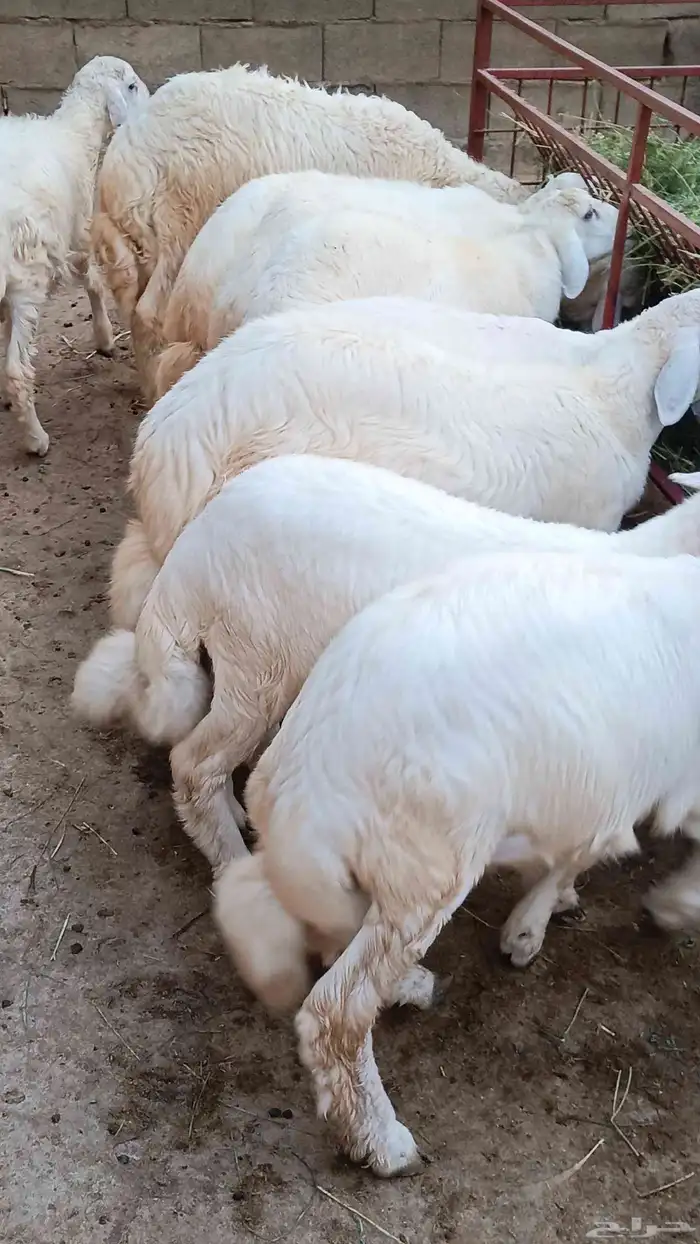 طليان ذبائح فل شحم 5شهور رجال المع 0