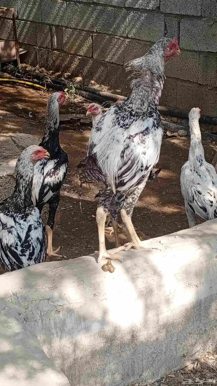 ديوك للبيع ماشاءالله تبارك الرحمن 2