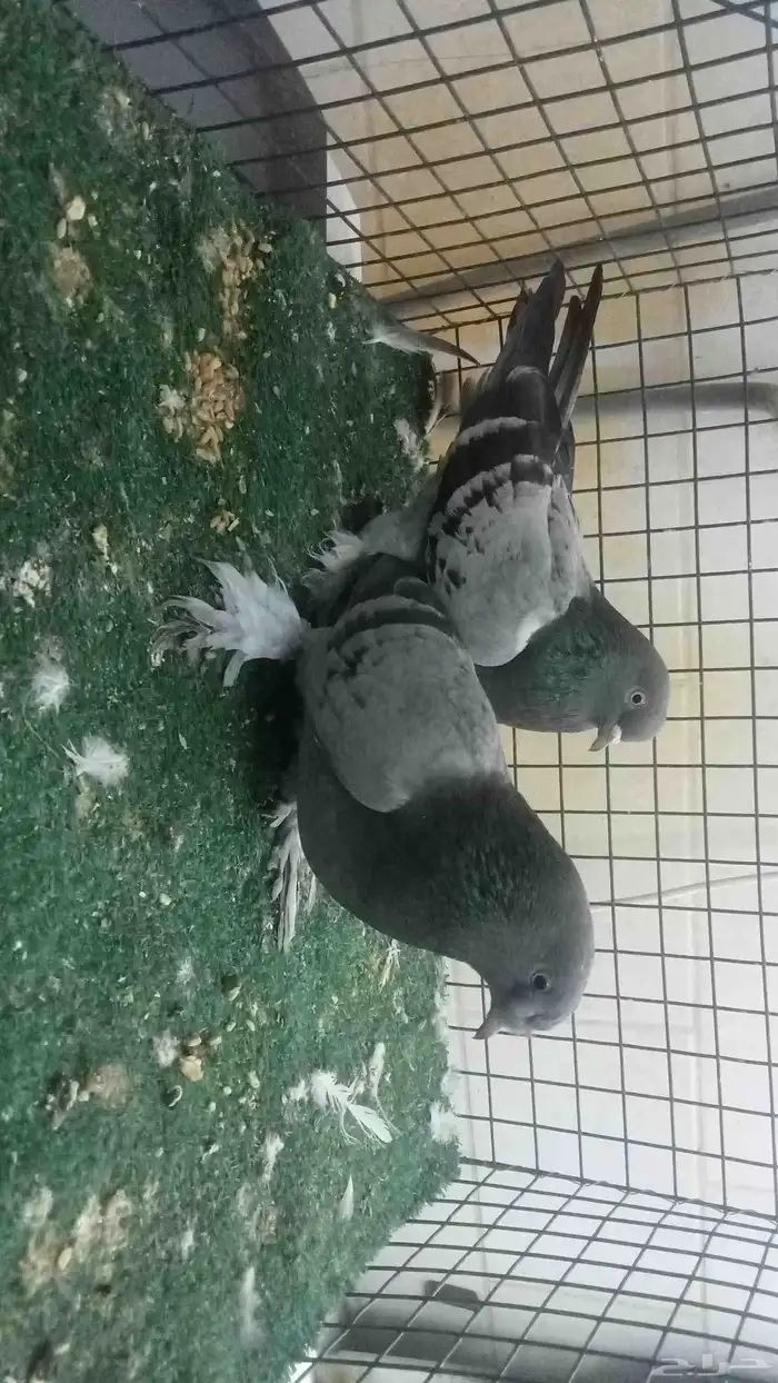 للبيع اناثي اتراك 4