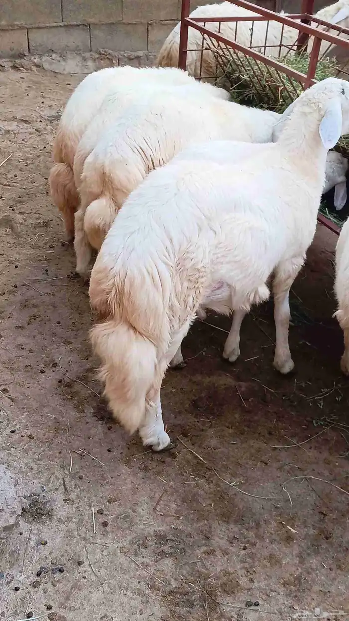 طليان ذبائح فل شحم 5شهور رجال المع 3