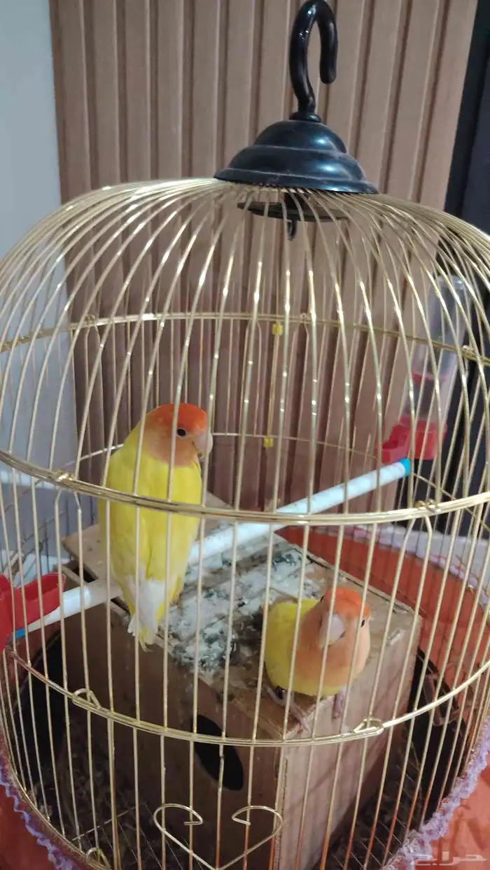 طيور كروان و روز 2