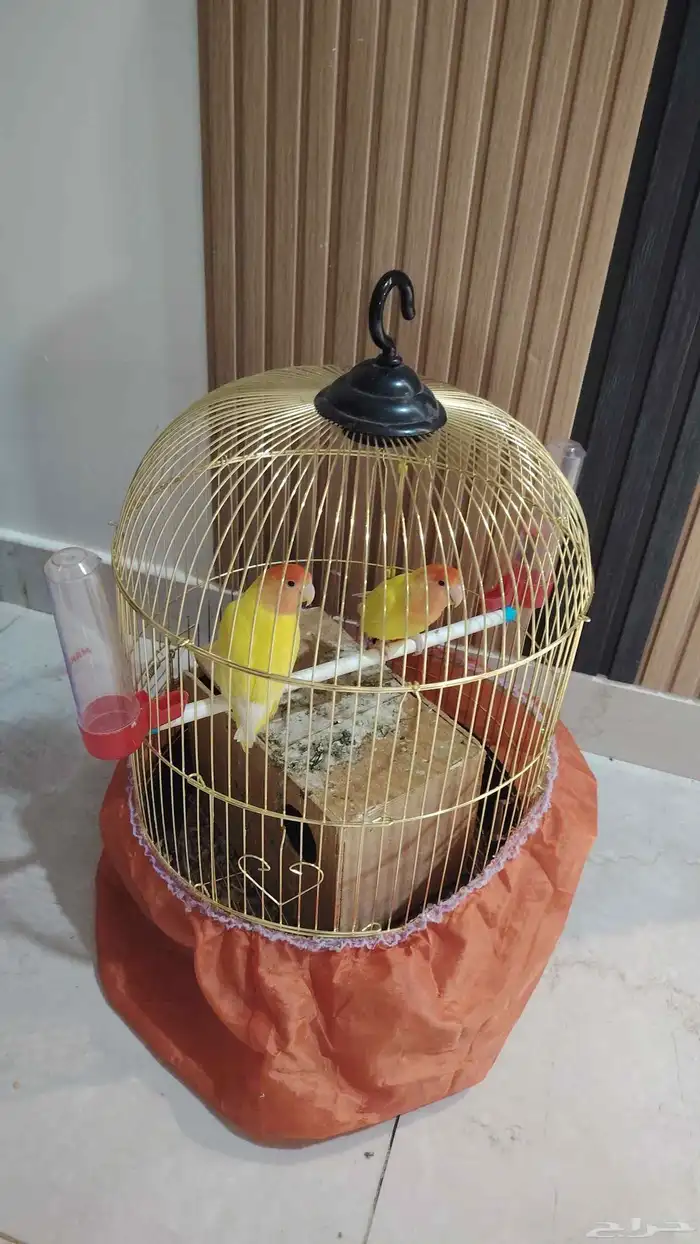 طيور كروان و روز 3