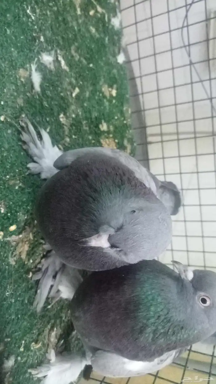 للبيع اناثي اتراك 0