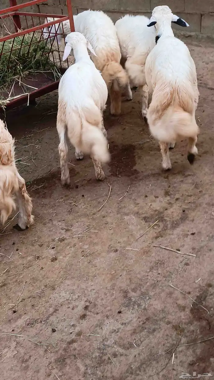 طليان ذبائح فل شحم 5شهور رجال المع 2