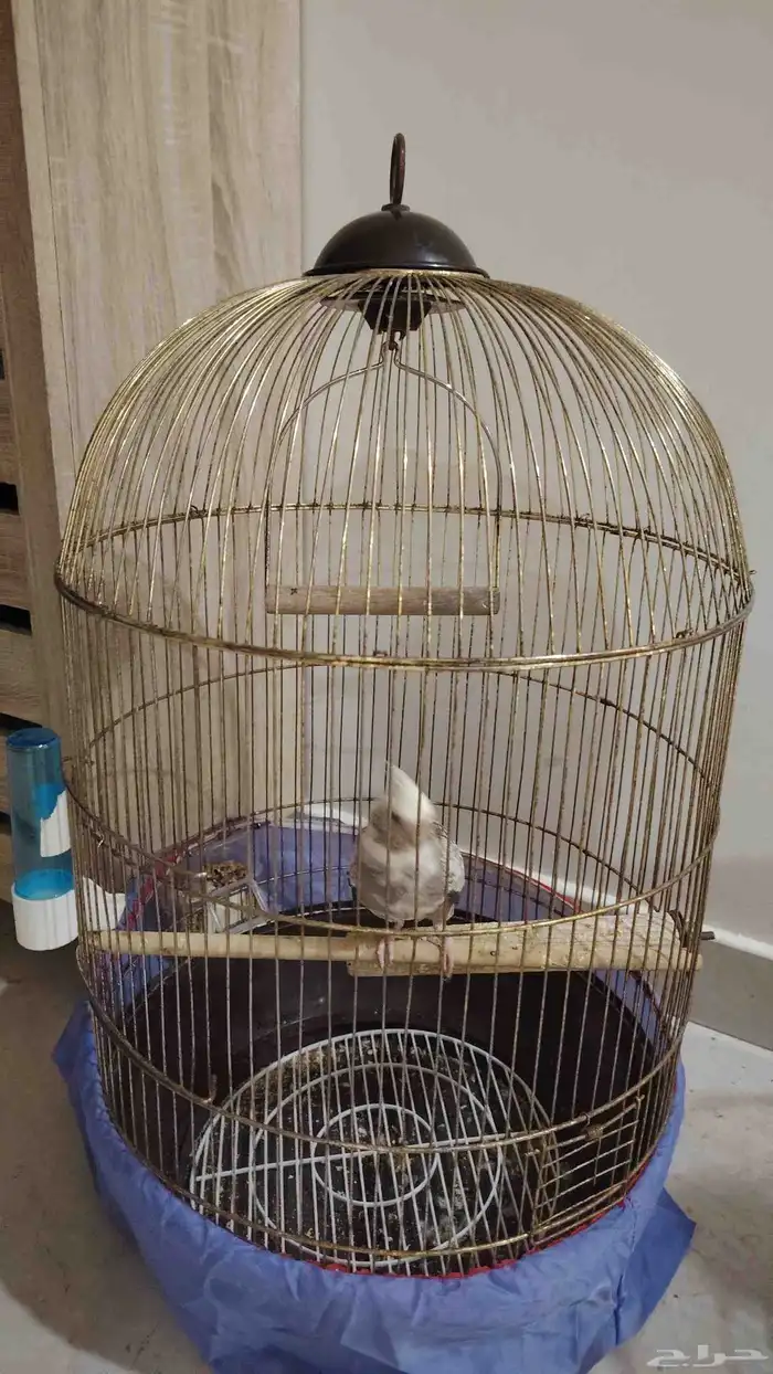 طيور كروان و روز 1