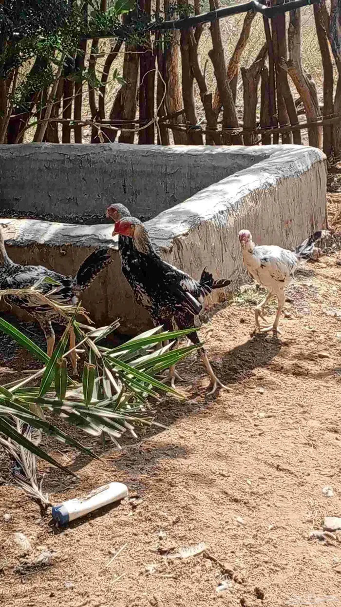 ديوك للبيع ماشاءالله تبارك الرحمن 1