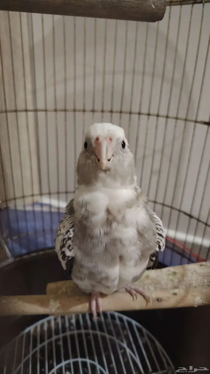 طيور كروان و روز 0