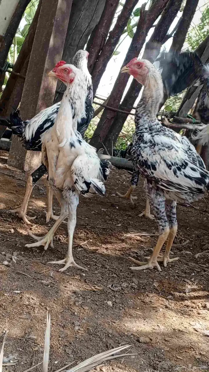 ديوك للبيع ماشاءالله تبارك الرحمن 0