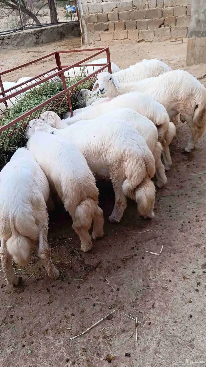 طليان ذبائح فل شحم 5شهور رجال المع 1