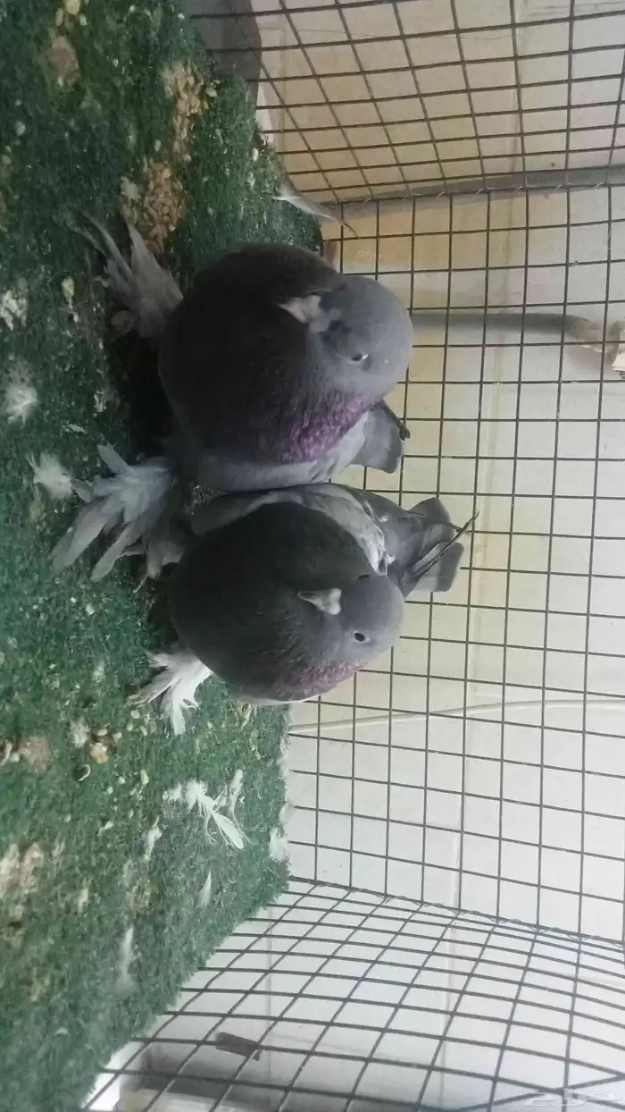 للبيع اناثي اتراك 7