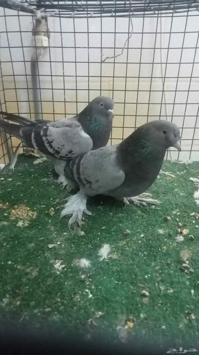 للبيع اناثي اتراك 3