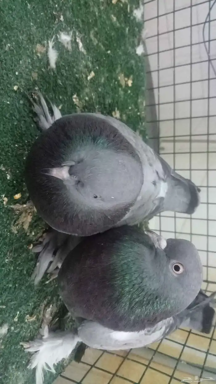 للبيع اناثي اتراك 1