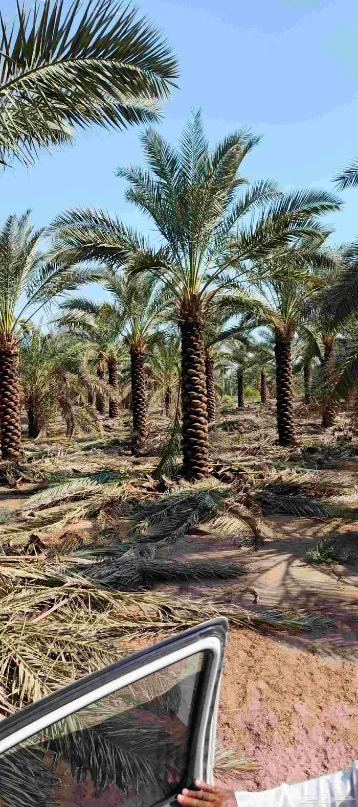 نخيل عربي 5