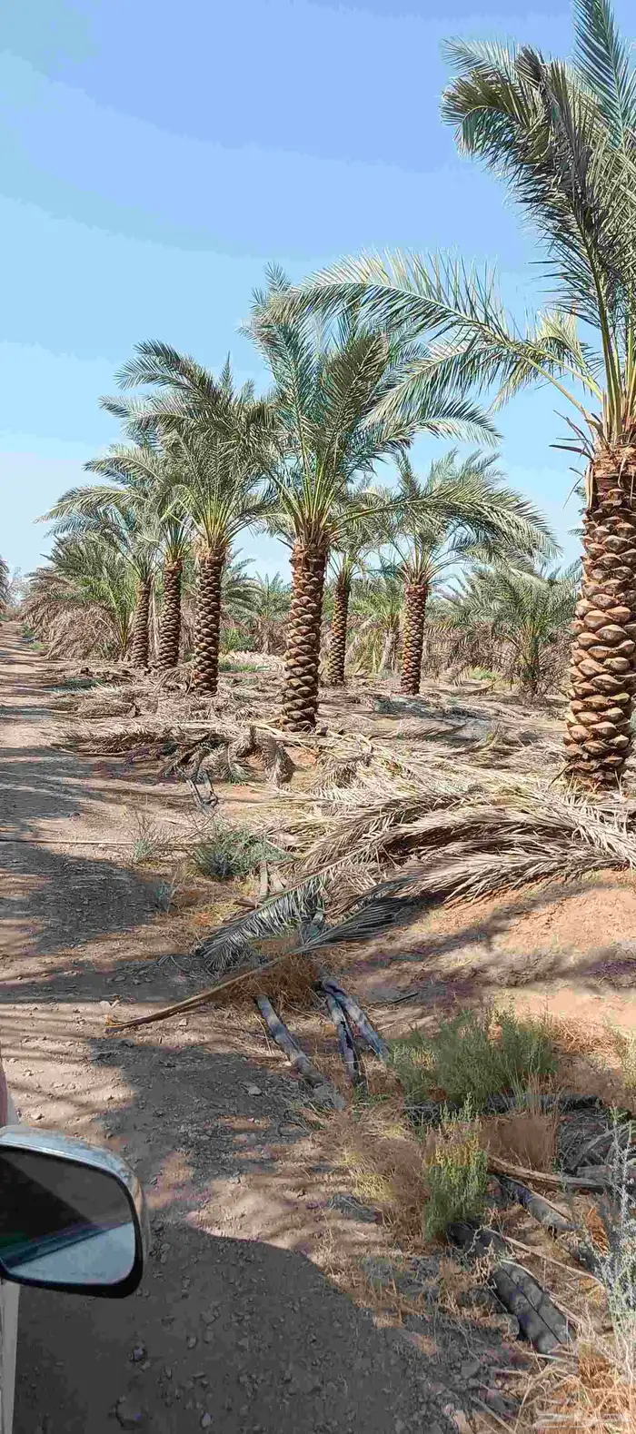 نخيل عربي 2