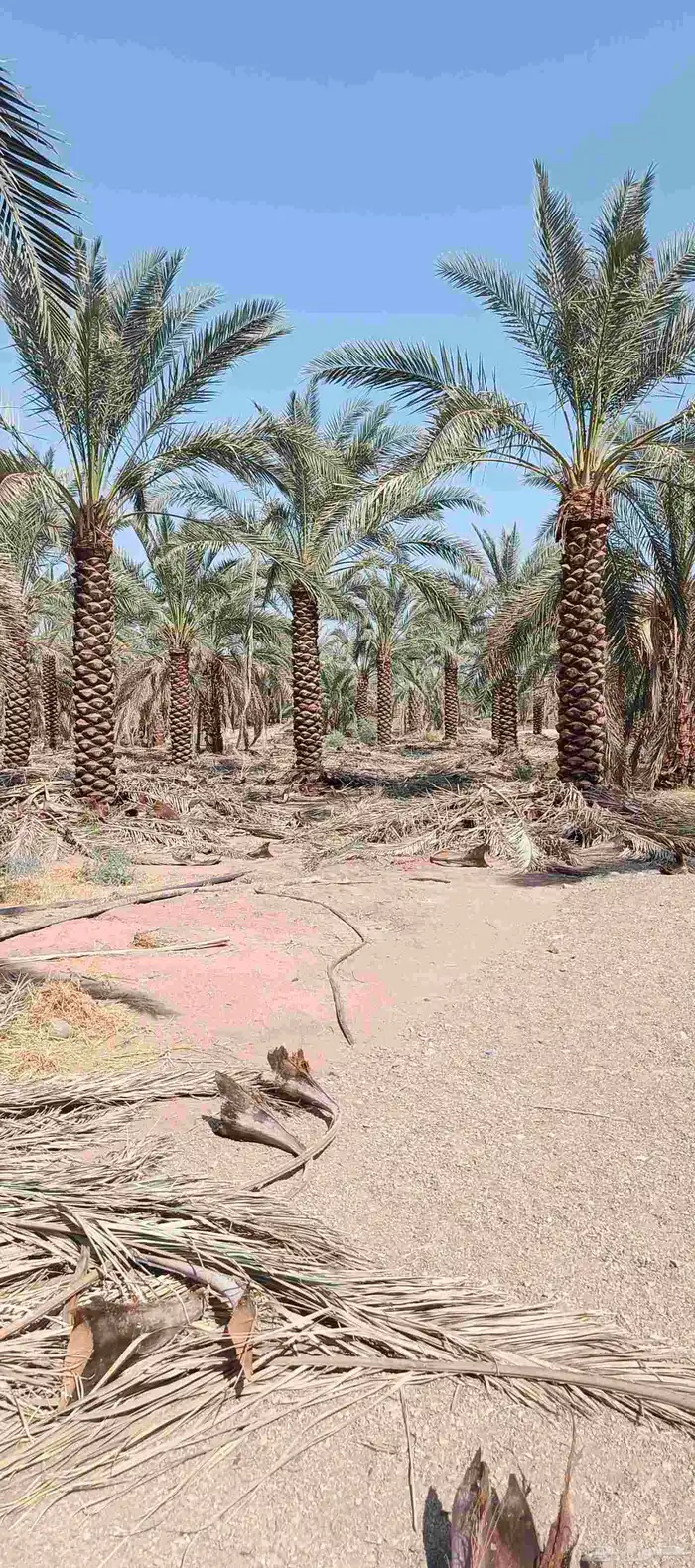 نخيل عربي 3