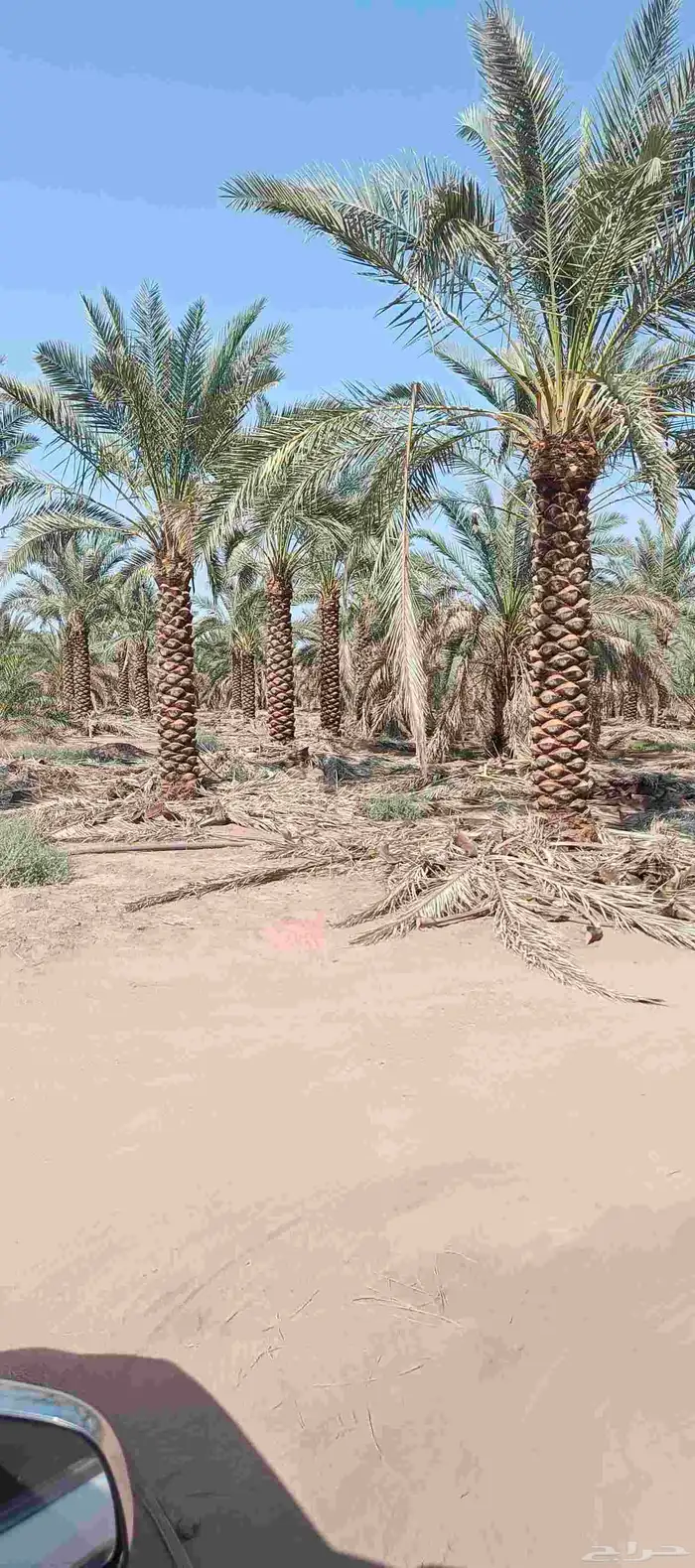 نخيل عربي 4