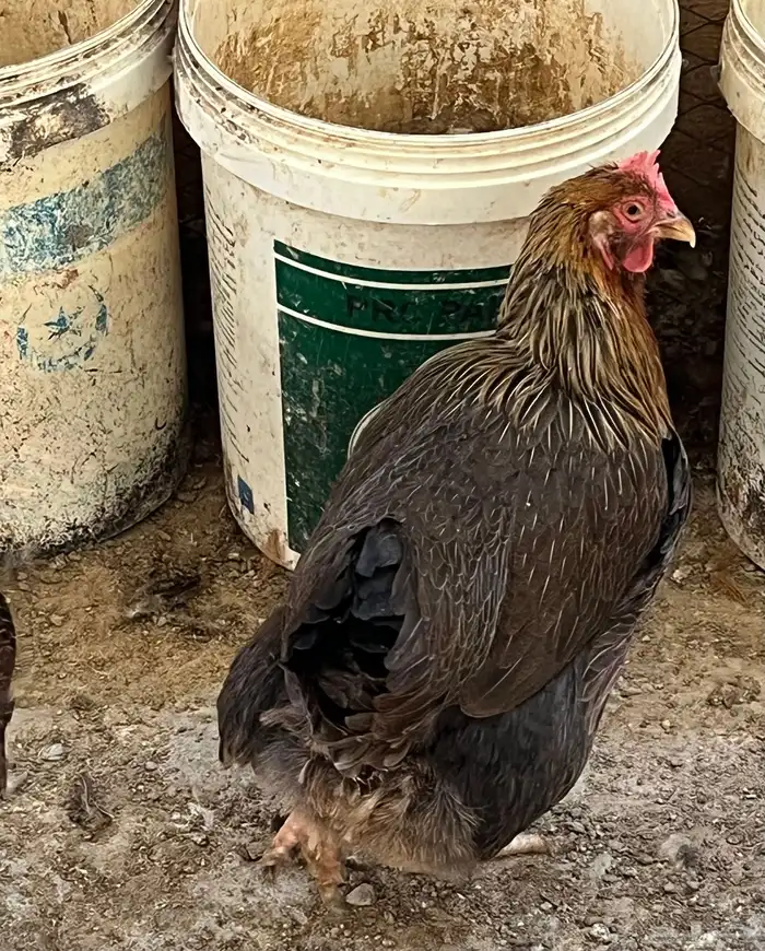 دجاج بياض فرنسي احجام كبيره 3
