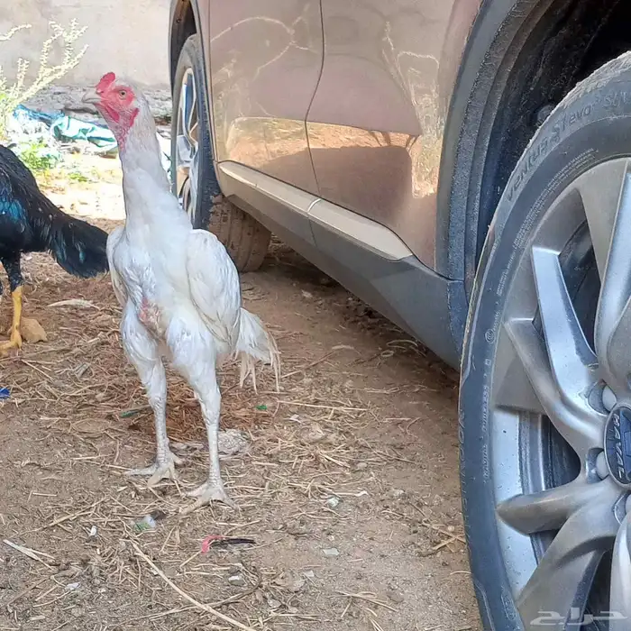 ديك من امفن 0