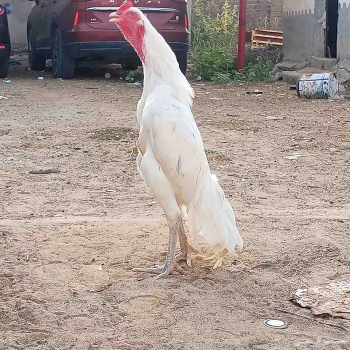 ديك من امفن 2