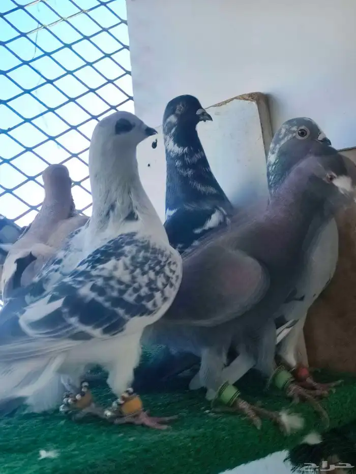 حمام شامي كش 9