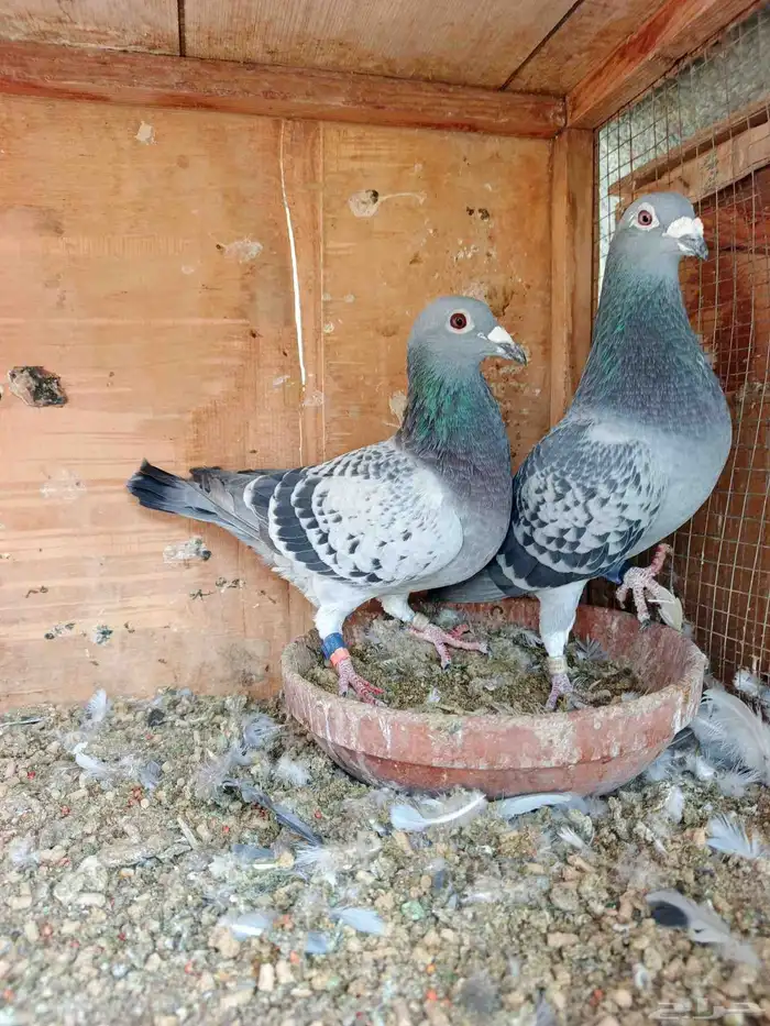 للبيع زوج زاجل سباق بحريني 2