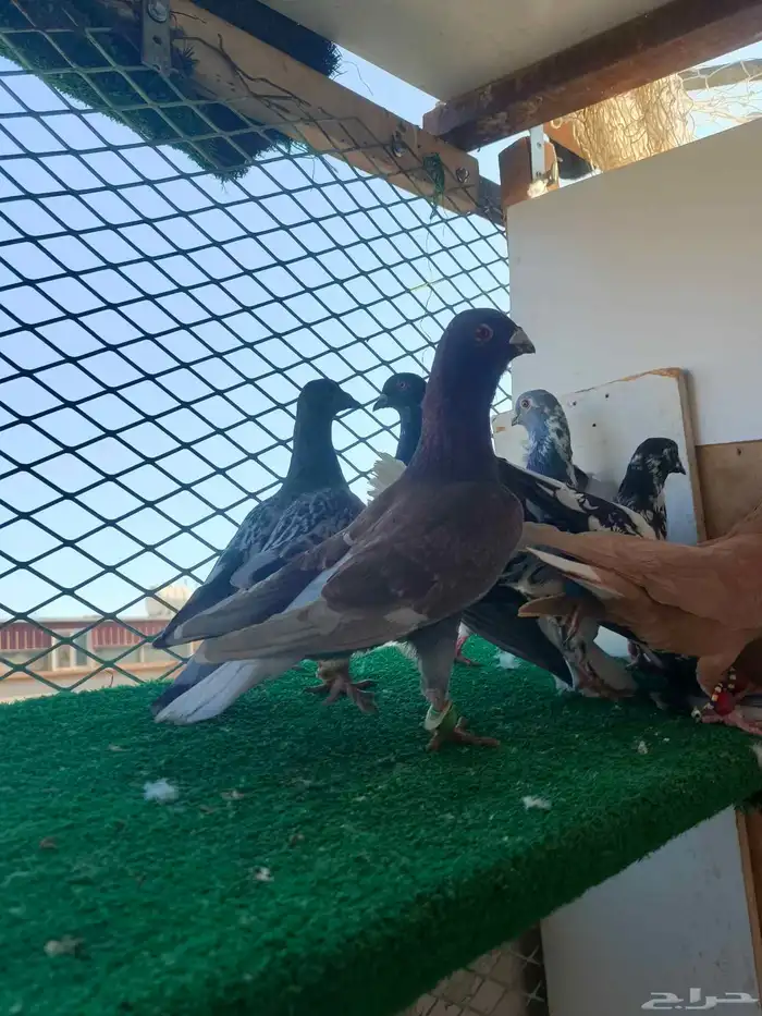 حمام شامي كش 6