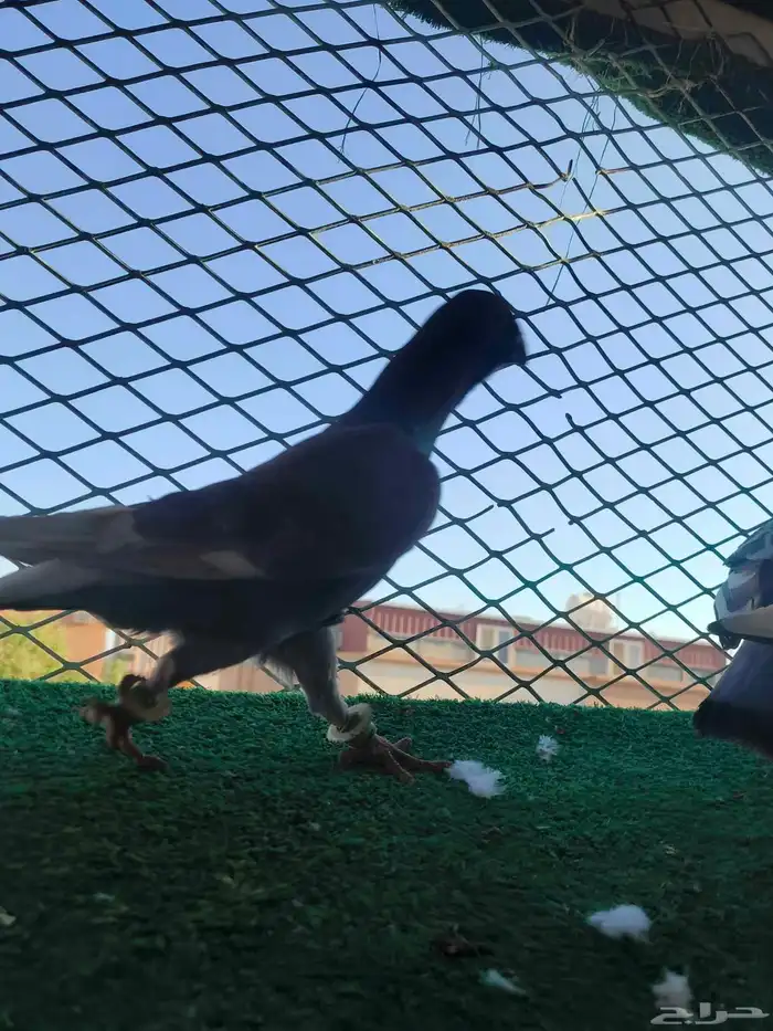 حمام شامي كش 5