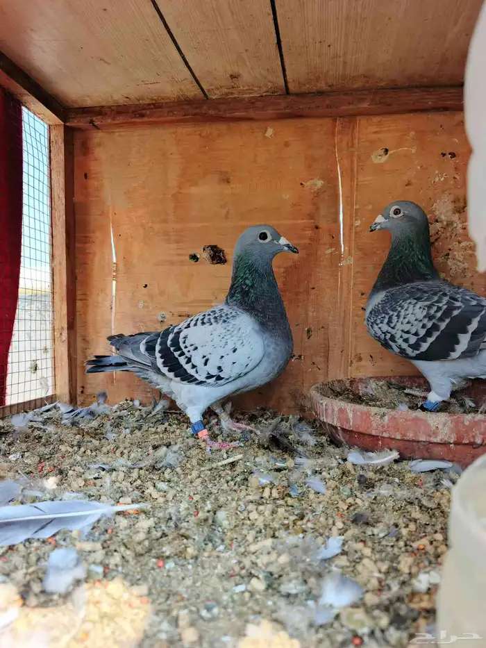 للبيع زوج زاجل سباق بحريني 1