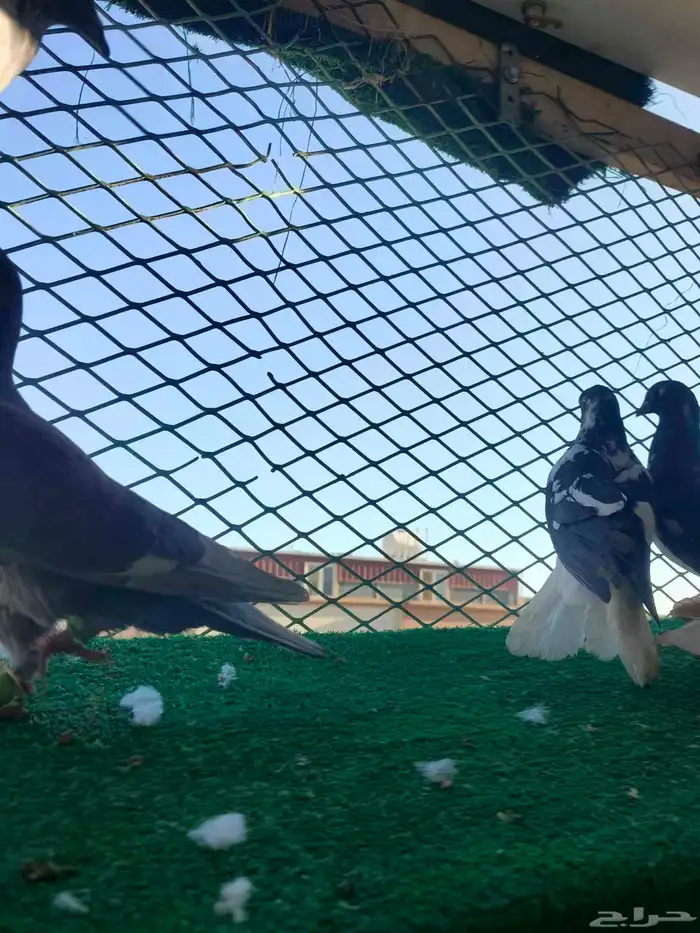 حمام شامي كش 2