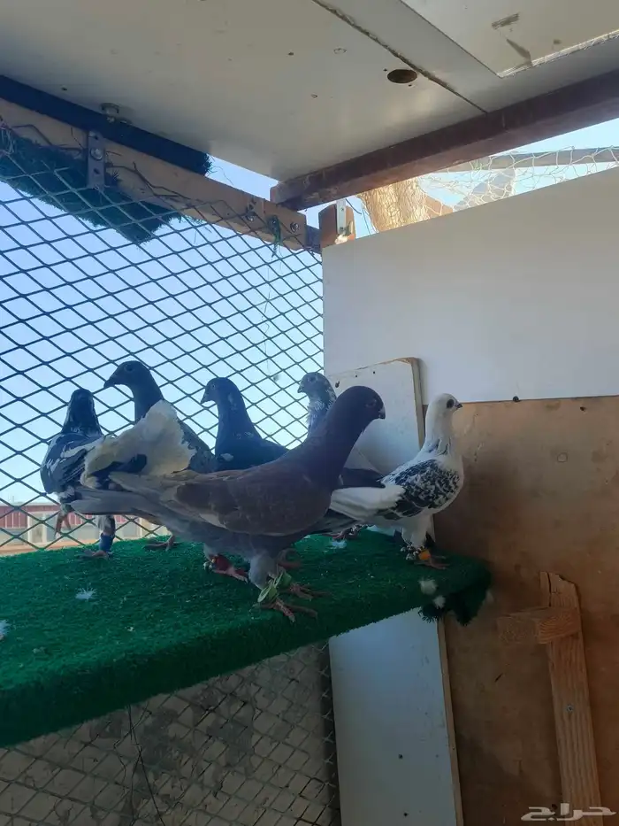 حمام شامي كش 1